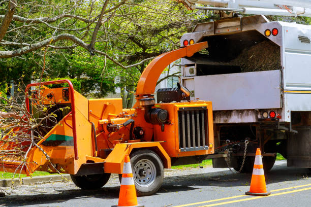 How Our Tree Care Process Works  in Markesan, WI